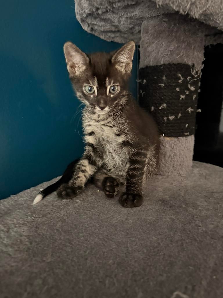 Zilver Bengaal x Rus Bleu kittens, Dieren en Toebehoren, Meerdere dieren, Gechipt, 0 tot 2 jaar
