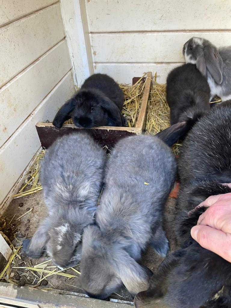 Jongen franse hangoren raszuiver, Dieren en Toebehoren, Konijnen, Meerdere dieren, Groot