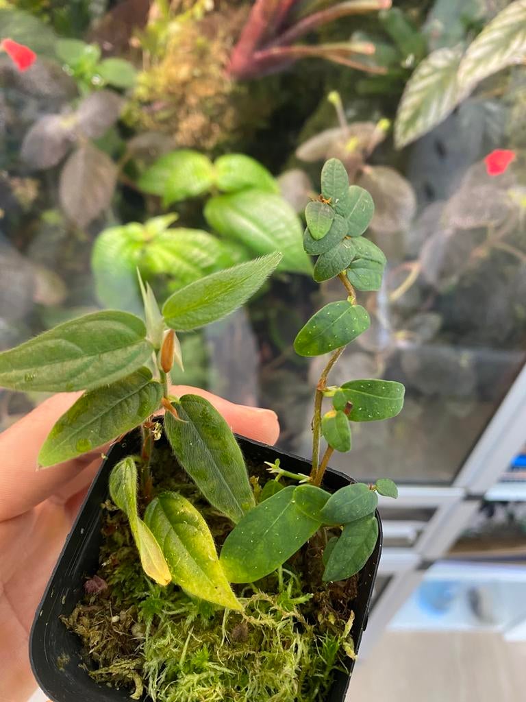 Ficus recurva var. ribesoides + sp. Borneo, Huis en Inrichting, Ophalen of Verzenden, Halfschaduw, Minder dan 100 cm