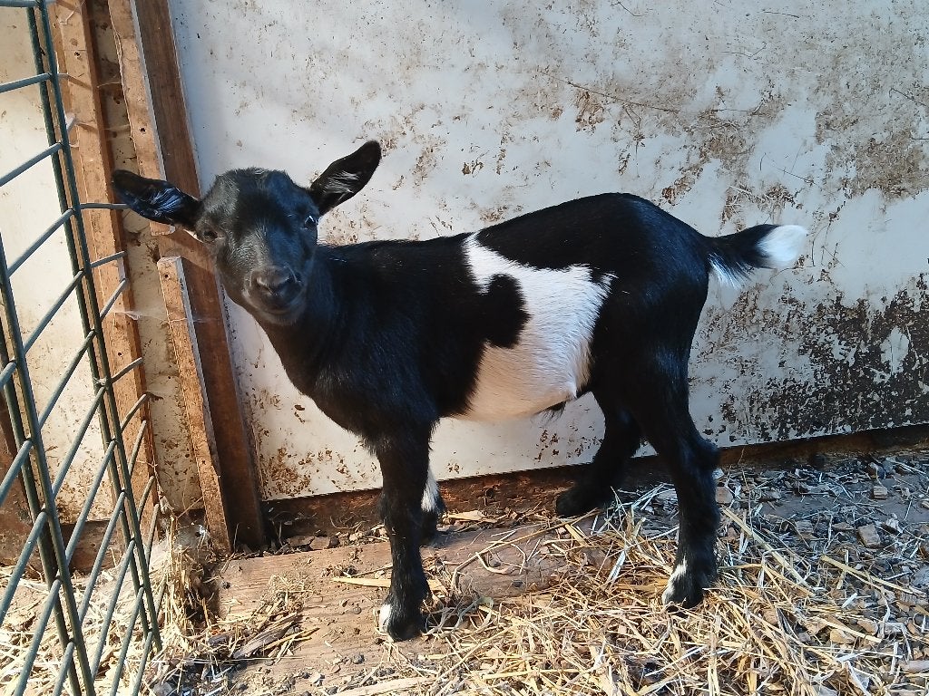 Geitenbokje te koop, Mannelijk, Geit, 0 tot 2 jaar