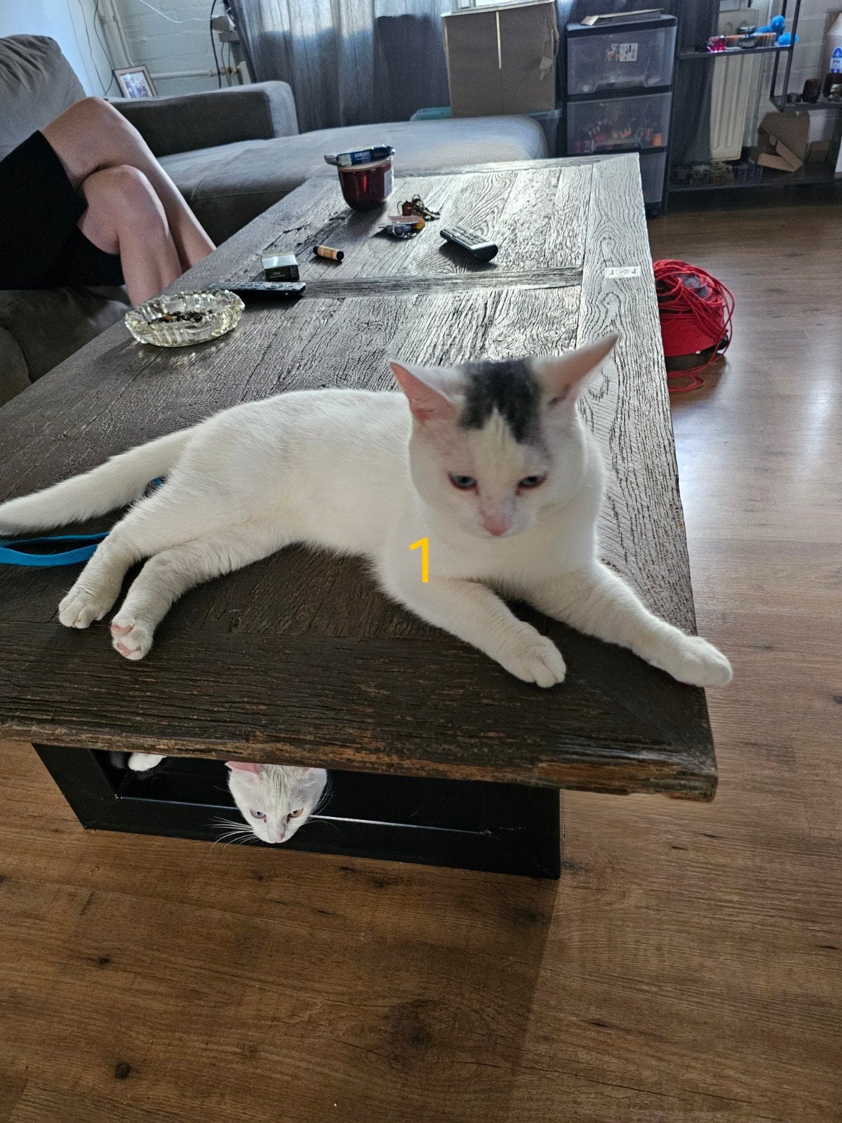 3 katten te koop, Meerdere dieren