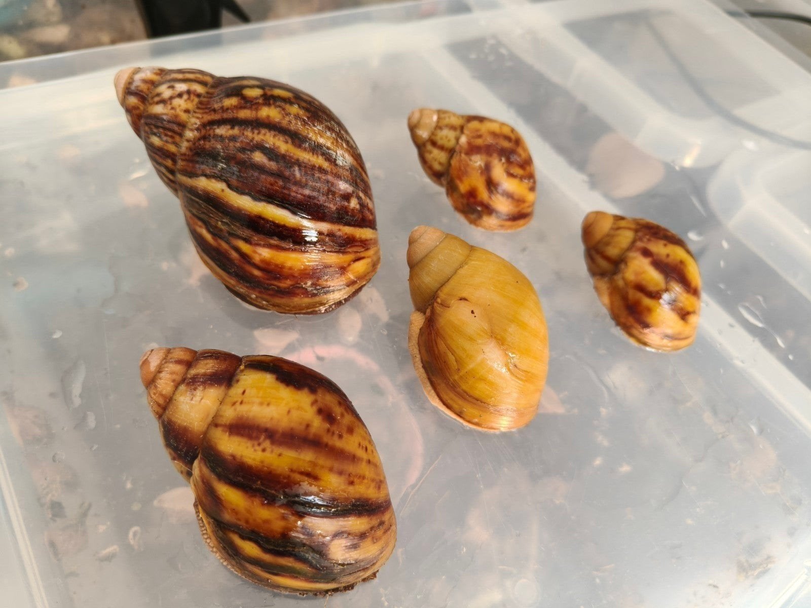 Archachatina Marginata Ovum. Afrikaanse reuzenslakken, Dieren en Toebehoren, 0 tot 2 jaar