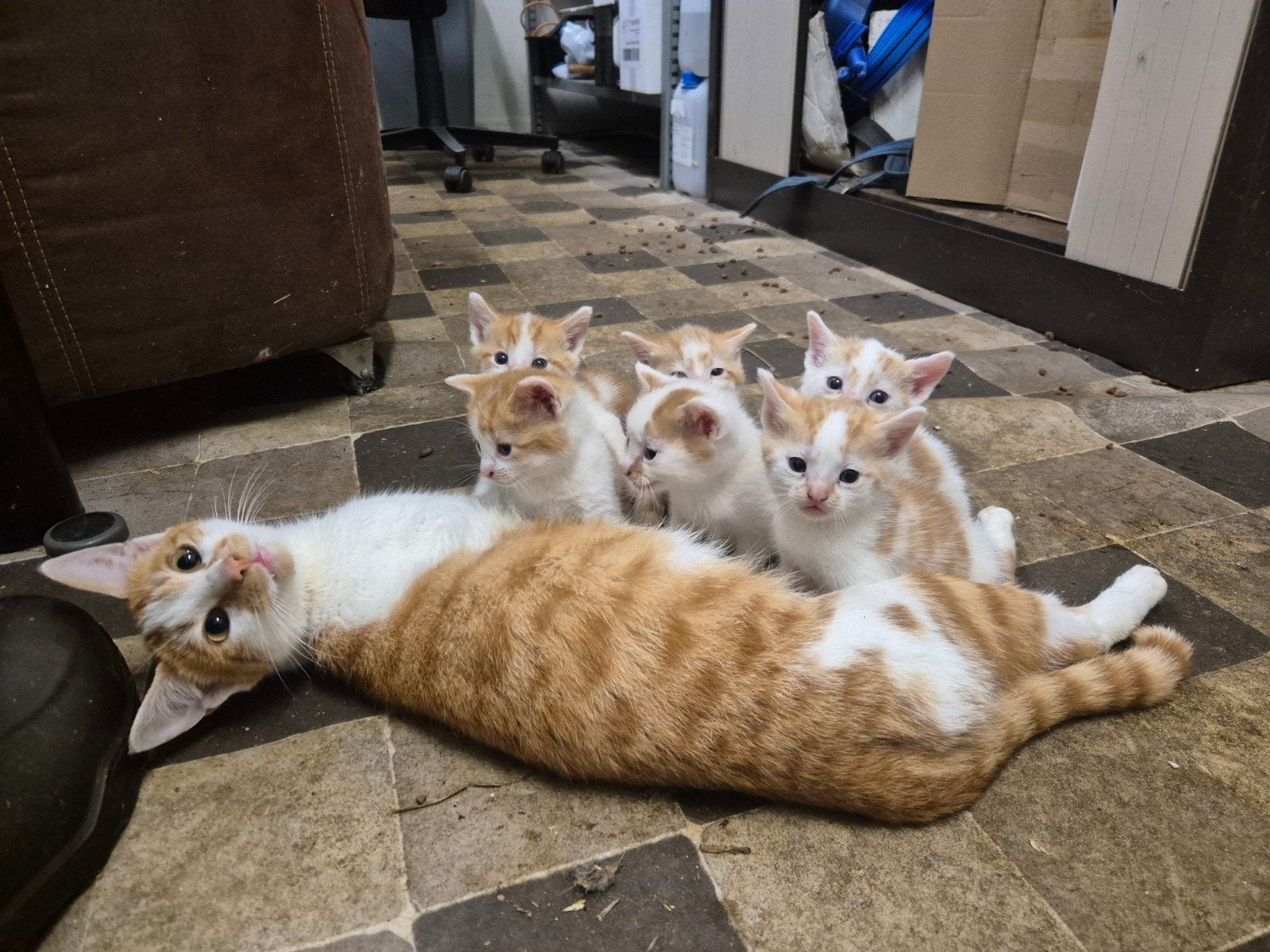 Kittens, Dieren en Toebehoren, Meerdere dieren