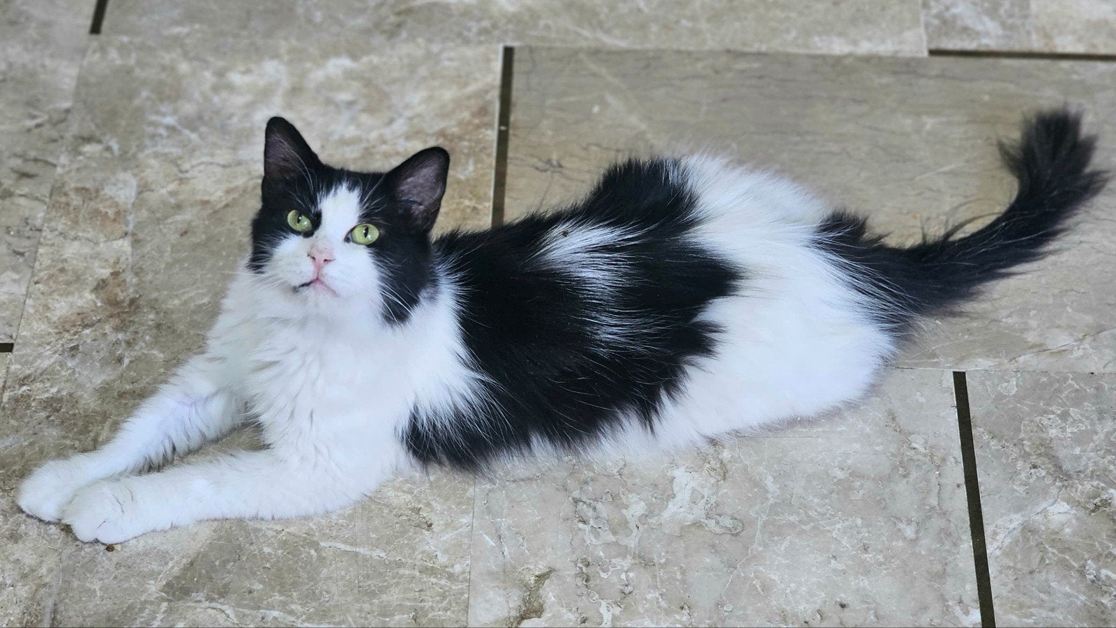 schadow wil zo graag uit het asiel, Dieren en Toebehoren, Poes