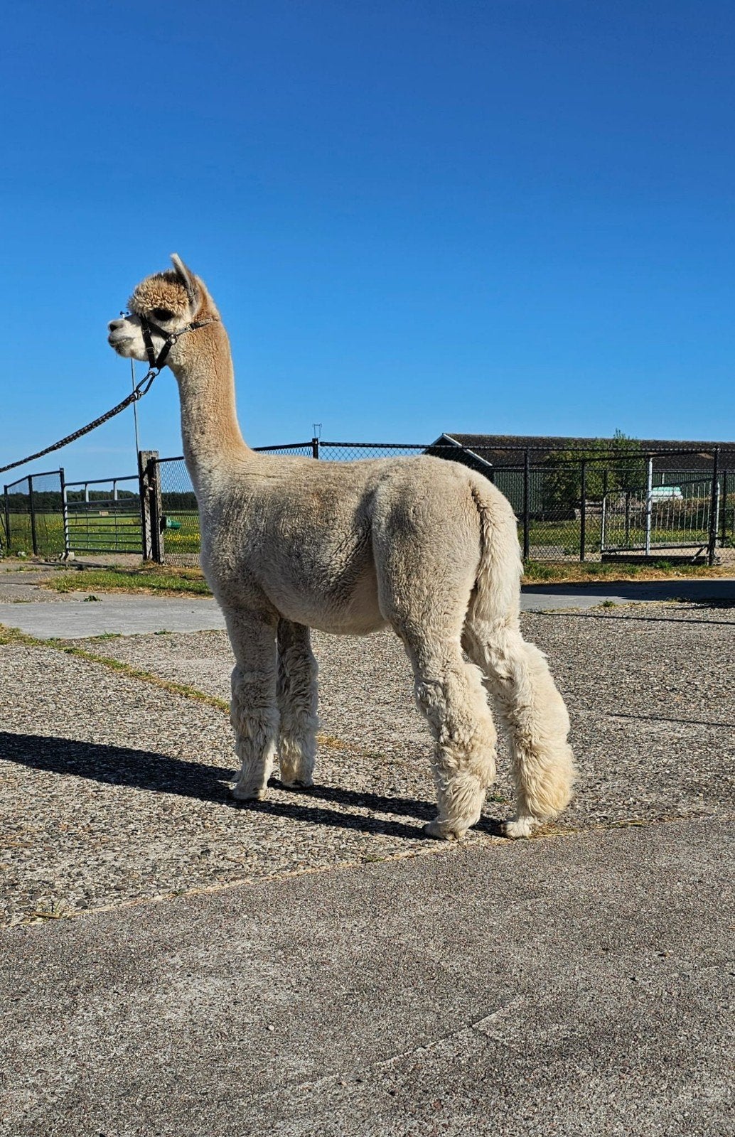 alpaca hengst, Dieren en Toebehoren, Overige Dieren, April, Mannelijk