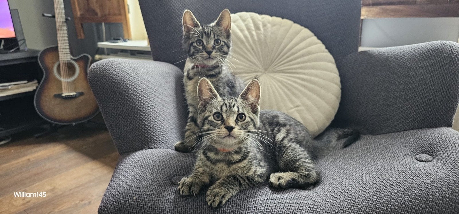Prachtige Maine Coon kittens kruising, nog 3 beschikbaar, Meerdere dieren