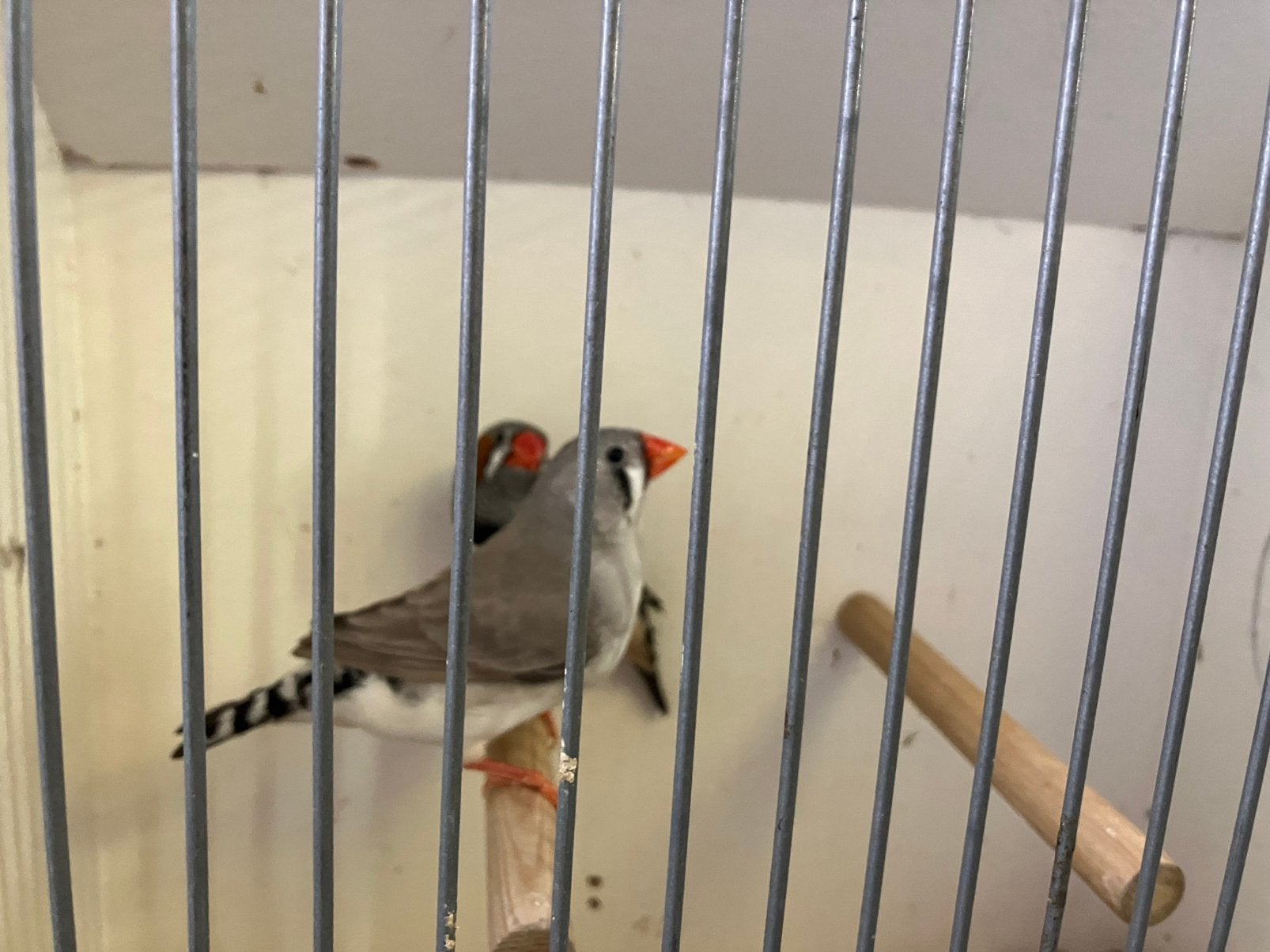 Leuke koppels zebravinken 2026, Meerdere dieren, Tropenvogel