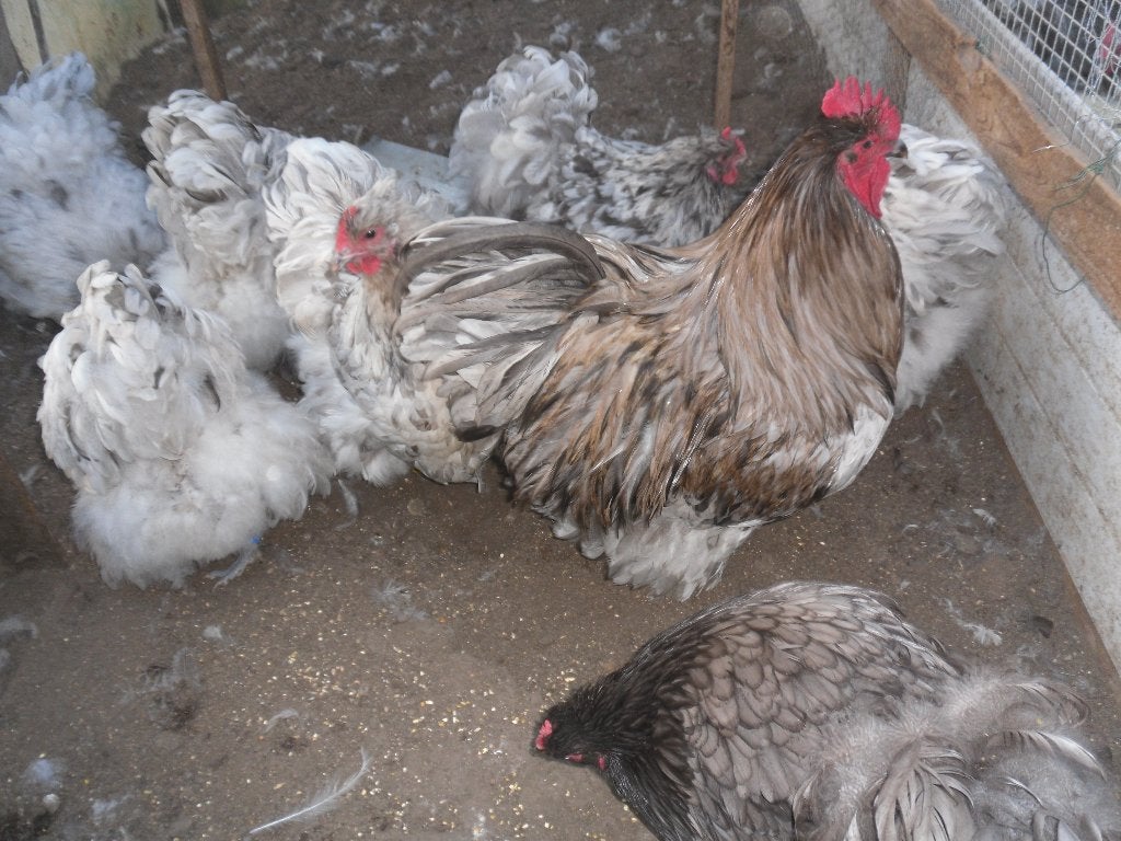 t.k. broedeieren Orpington groot Splash, Meerdere dieren, Kip