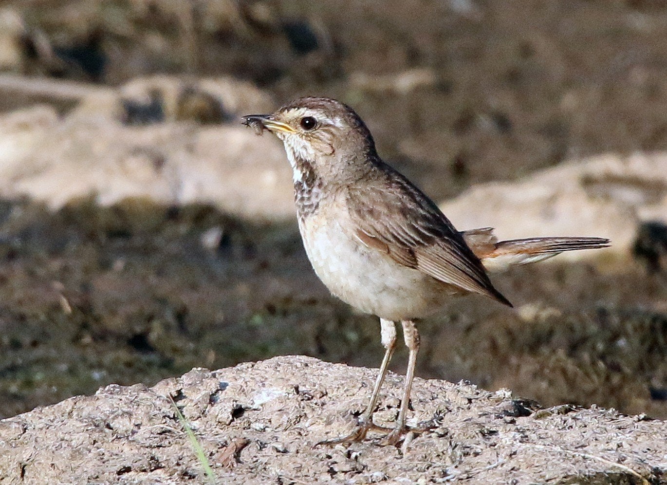 Blauwborst pop GEZOCHT, Vrouwelijk, Wildzangvogel, Geringd