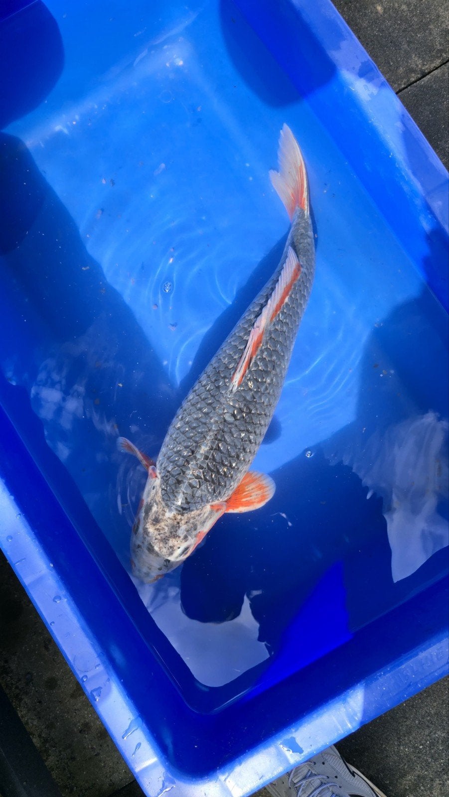 Asagi, Dieren en Toebehoren, Karper of Koi