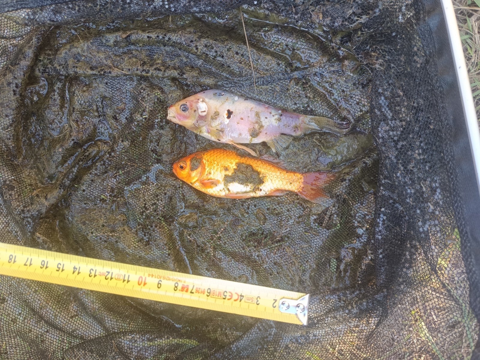 Vijvervissen Goudvinken, Dieren en Toebehoren