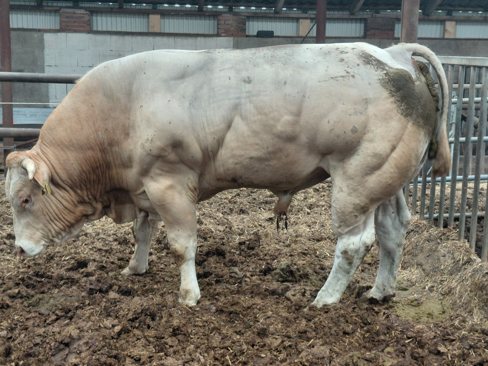Blonde dekstier met zeer goede afstamming, Dieren en Toebehoren, Runderen, Mannelijk