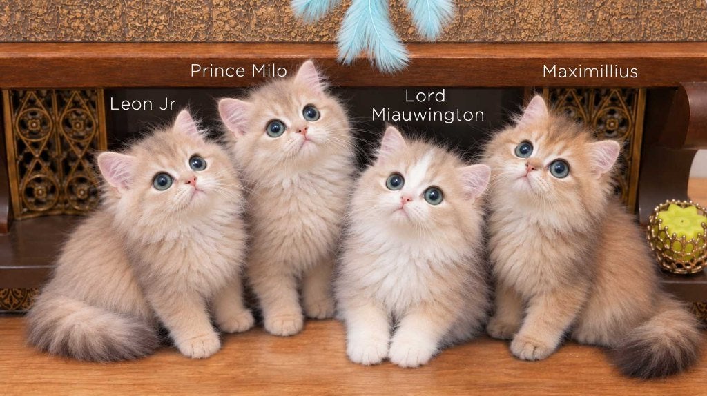 De mooiste en liefste Britse Langhaar kittens met stamboom, Dieren en Toebehoren, Meerdere dieren, Met stamboom, 0 tot 2 jaar