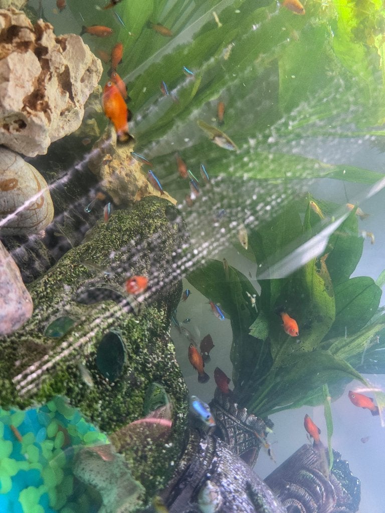Platy vis, Dieren en Toebehoren, Vis, Zoetwatervis