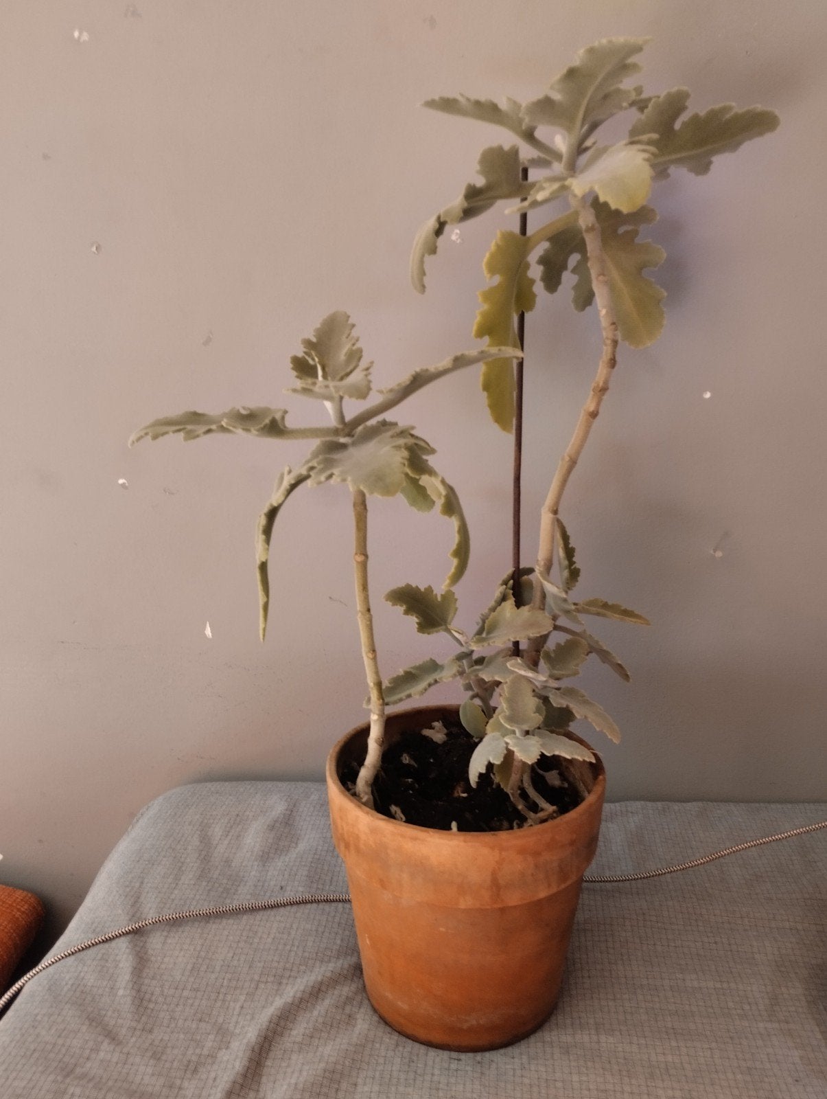 Kalanchoe beharensis' - Viltplant, Volle zon, Vaste plant, Bloeit niet, Ophalen