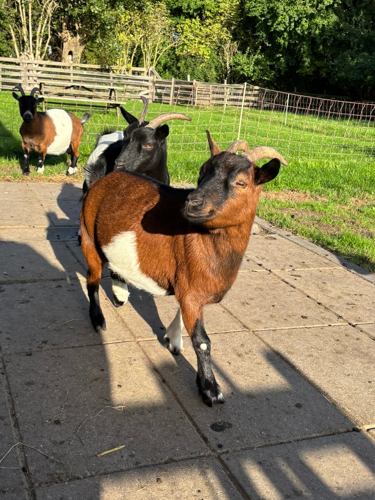 Bruine dwerggeit, Dieren en Toebehoren, Vrouwelijk, Geit, 3 tot 5 jaar