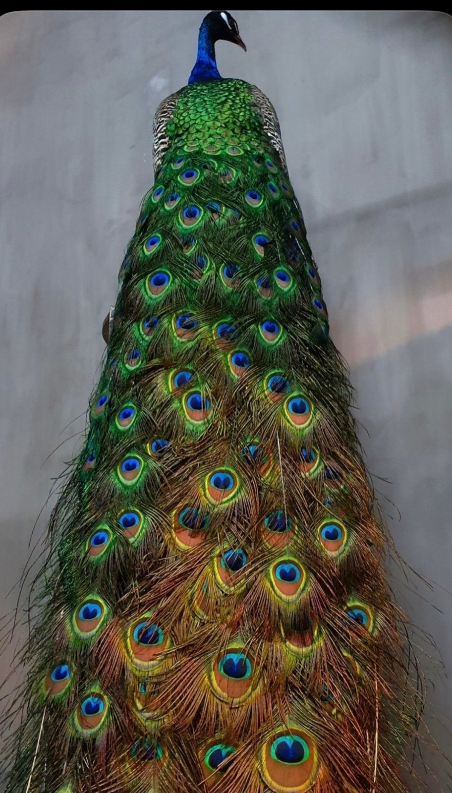 Opgezette pauw  opgezet taxidermie pauwen, Ophalen, Nieuw, Vogel, Opgezet dier