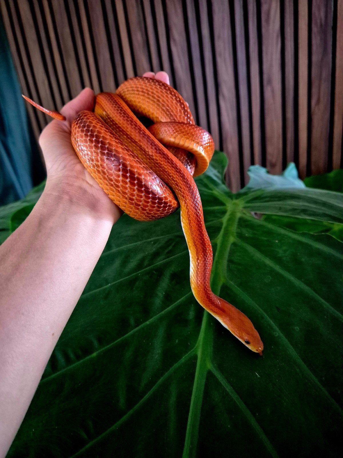 Rattenslangen uit opvang zoeken een nieuw thuis Rat Snake photo 3