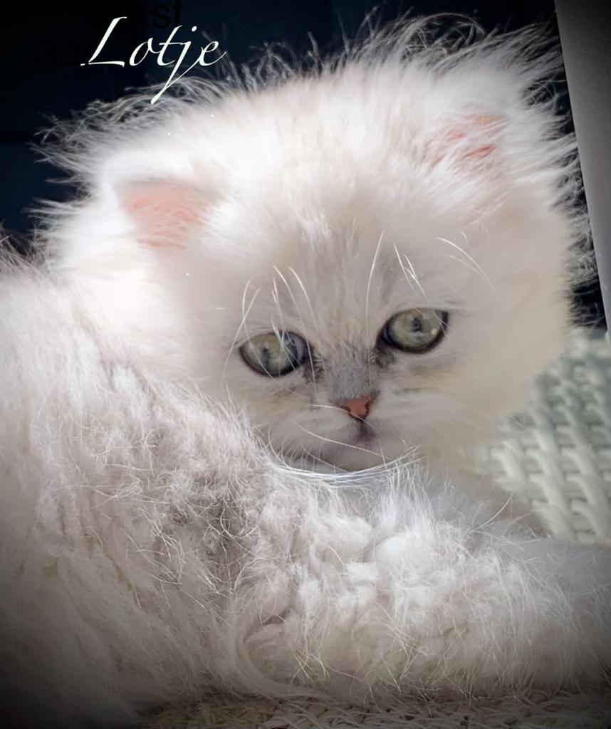 Perzische kitten poesje silver shaded, Dieren en Toebehoren, Katten en Kittens | Raskatten | Langhaar, Poes, Ontwormd, 0 tot 2 jaar