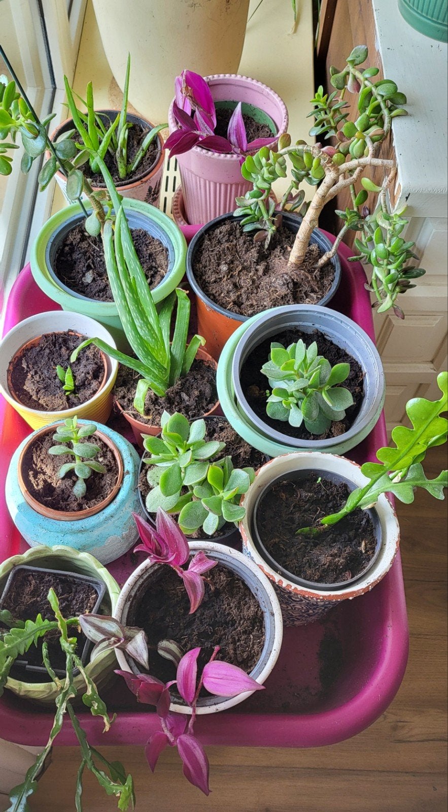 Diverse plantjes en stekken, Ophalen, Vetplant, Halfschaduw, In pot