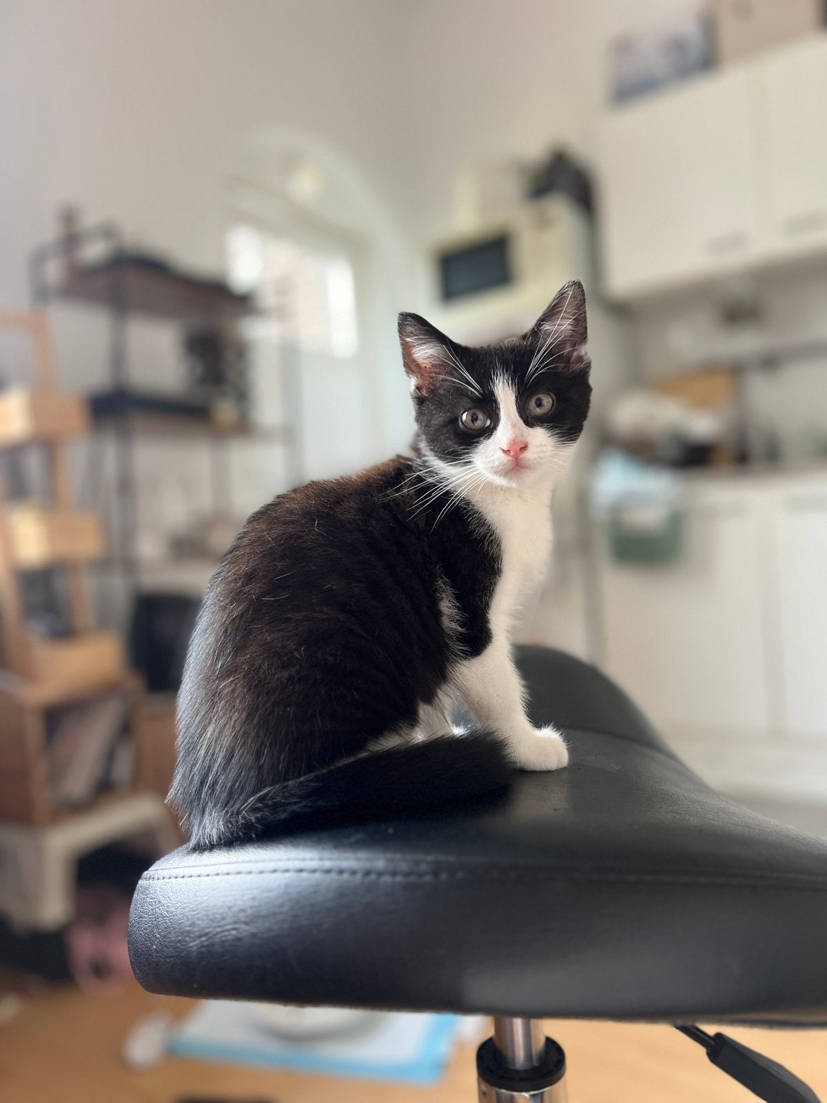 Superlieve kater, Dieren en Toebehoren