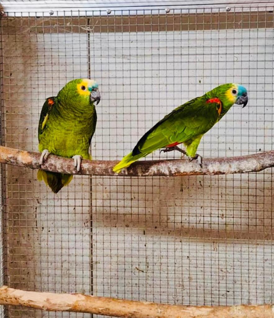 Gezocht & inkoop van alle soorten kromsnavels !, Meerdere dieren, Papegaai