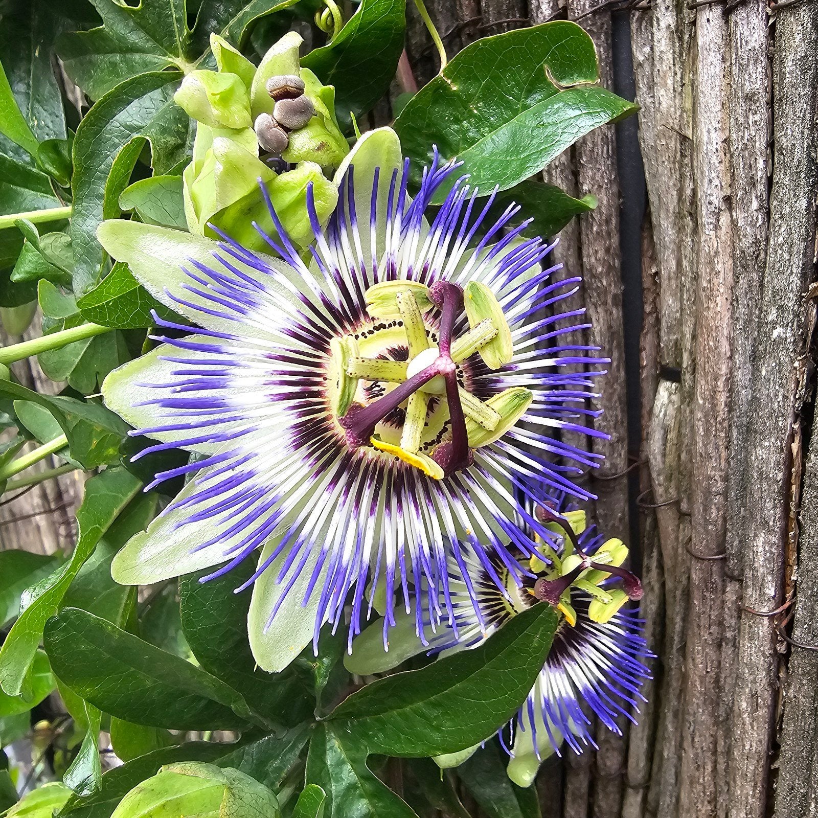 Passiebloem stek., Verzenden, Overige soorten, Volle zon