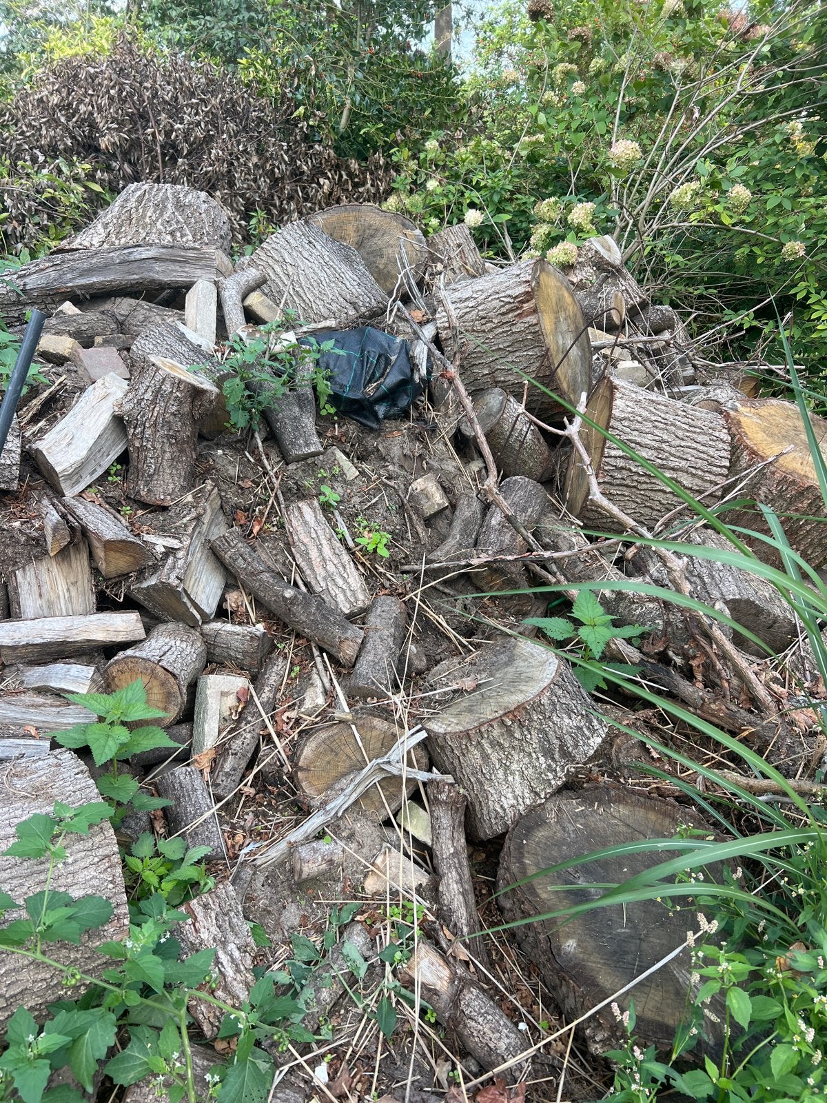 Eikenhout - nog te kloven, 6 m³ of meer, Ophalen of Verzenden, Eikenhout, Blokken