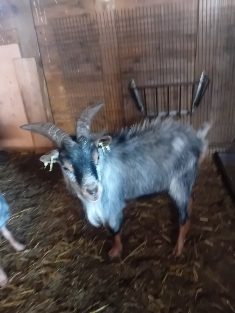 Dwerggeitenbok dwerggeitje, bok., Dieren en Toebehoren, Mannelijk, Geit, 0 tot 2 jaar
