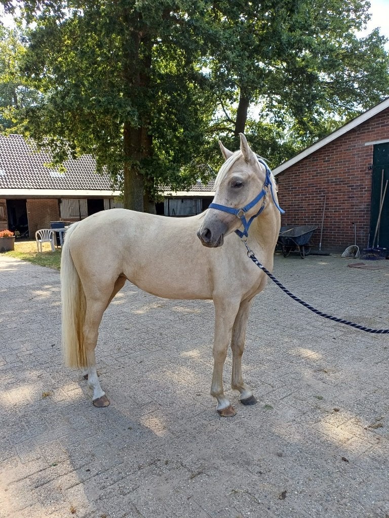 Meerdere Jonge pony's, 2 t/m 4 jaar, Dieren en Toebehoren, Pony's, Met stamboom, Dressuurpony, Zadelmak, 3 tot 6 jaar