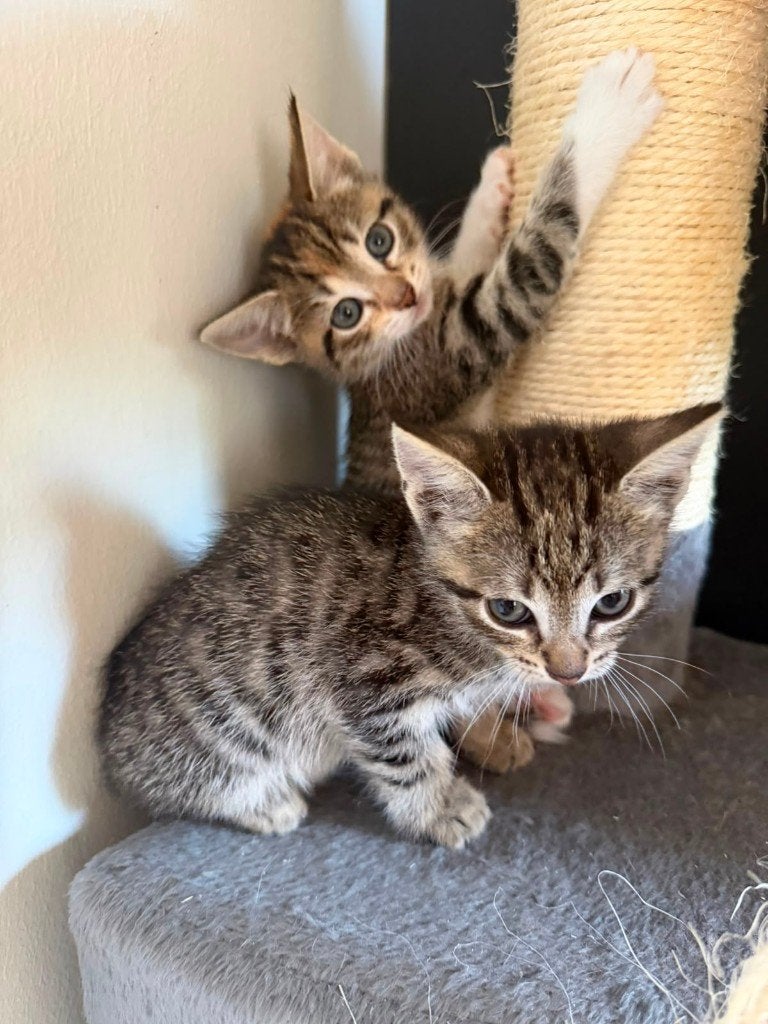 kittens, Meerdere dieren, Ontwormd, 0 tot 2 jaar