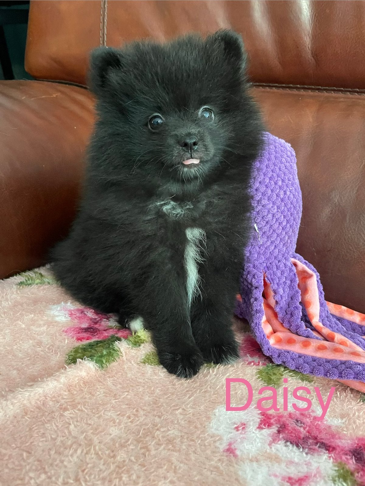 4 Prachtige pomeriaan/dwergkees pups.🩷💙, Dieren en Toebehoren, Honden | Chihuahua's en Gezelschapshonden, Overige rassen, 8 tot 15 weken