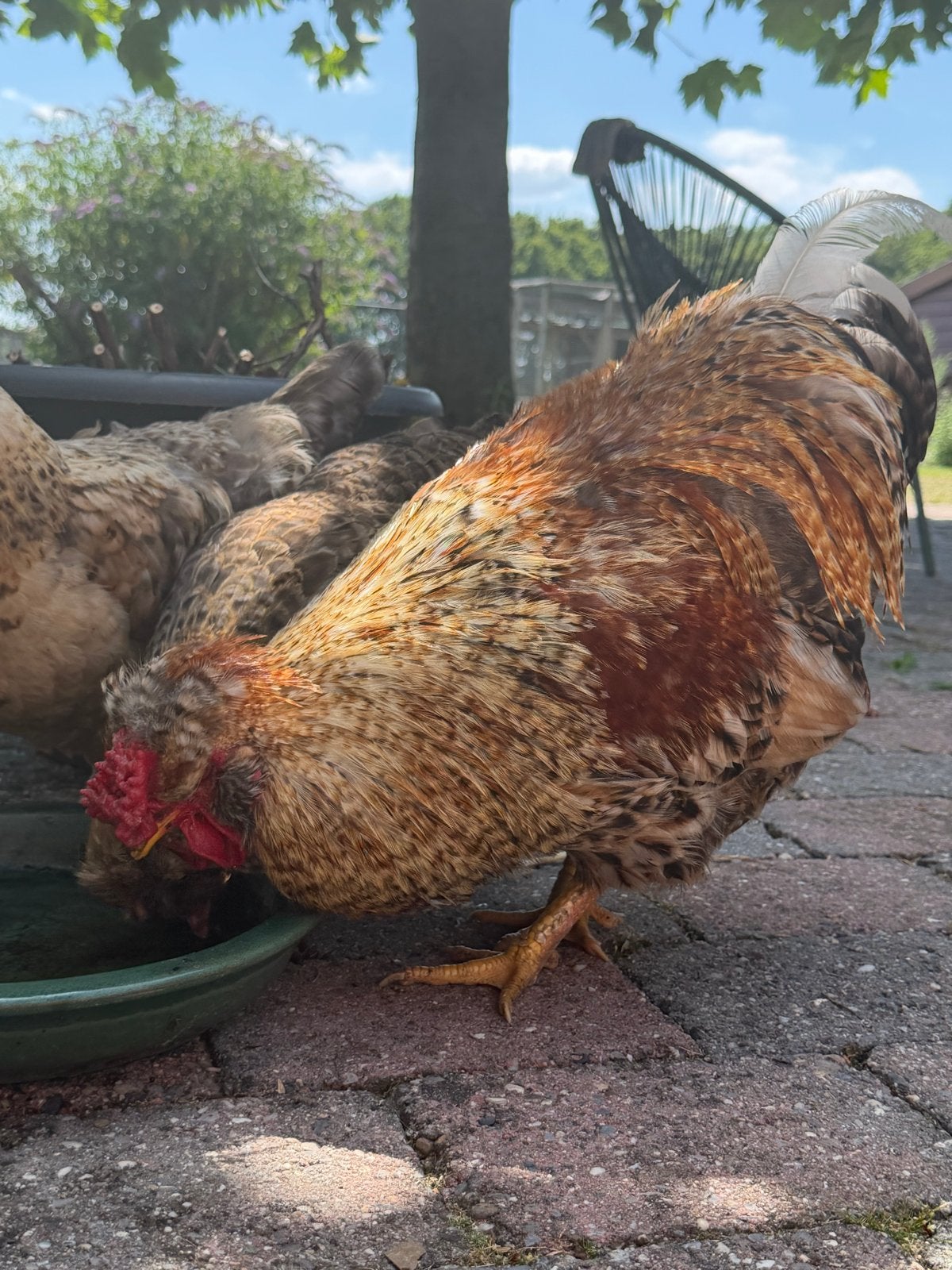 Haan, Dieren en Toebehoren, Mannelijk, Kip