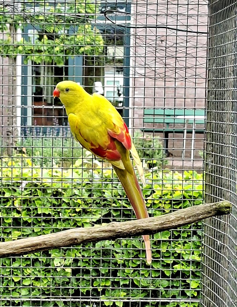 Bergparkiet man, pastel, 2023, Dieren en Toebehoren, Vogels | Parkieten en Papegaaien, Mannelijk, Parkiet, Geringd