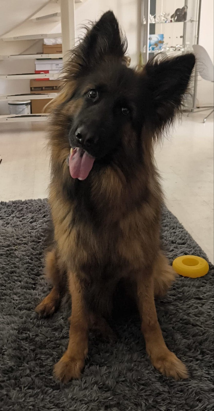 Duitse Herder Teefje, 6 jaar of ouder, Teef, Parvo, Eén hond