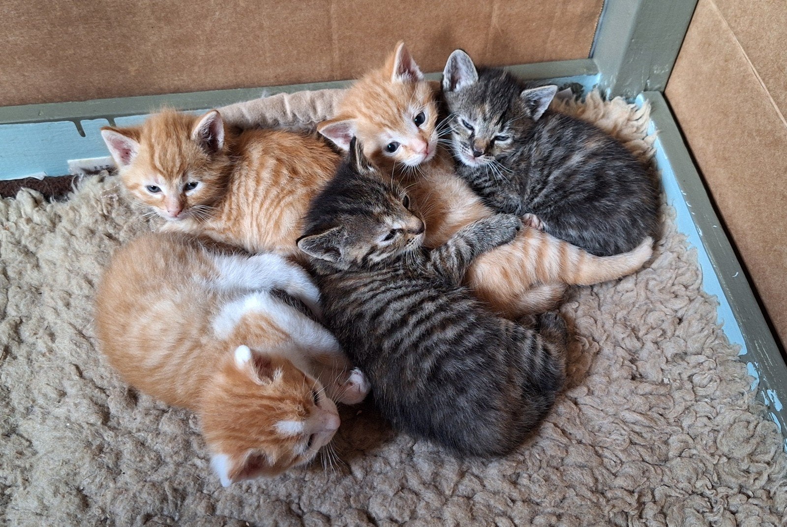 Prachtige kittens jonge poesjes poesje kater tijger cypers, Dieren en Toebehoren, Meerdere dieren, Kortharig, 0 tot 2 jaar