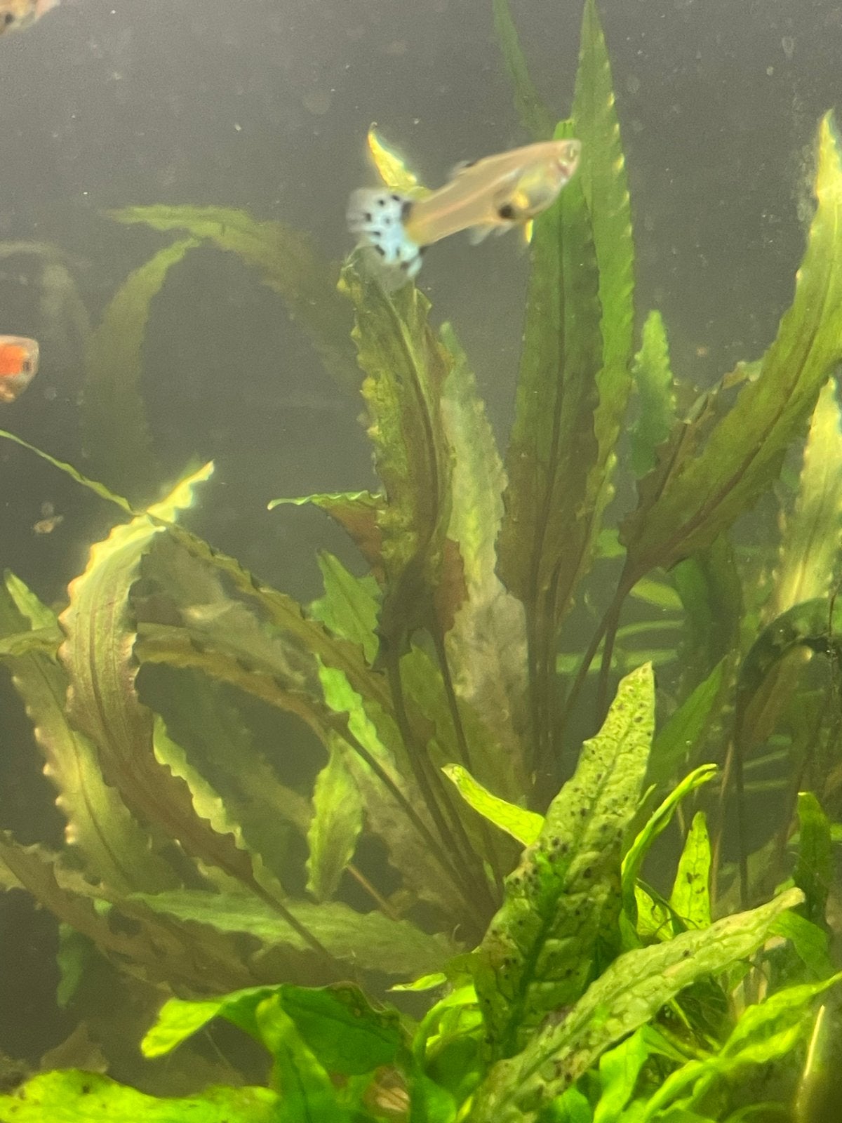 Vrouwelijke guppy’s