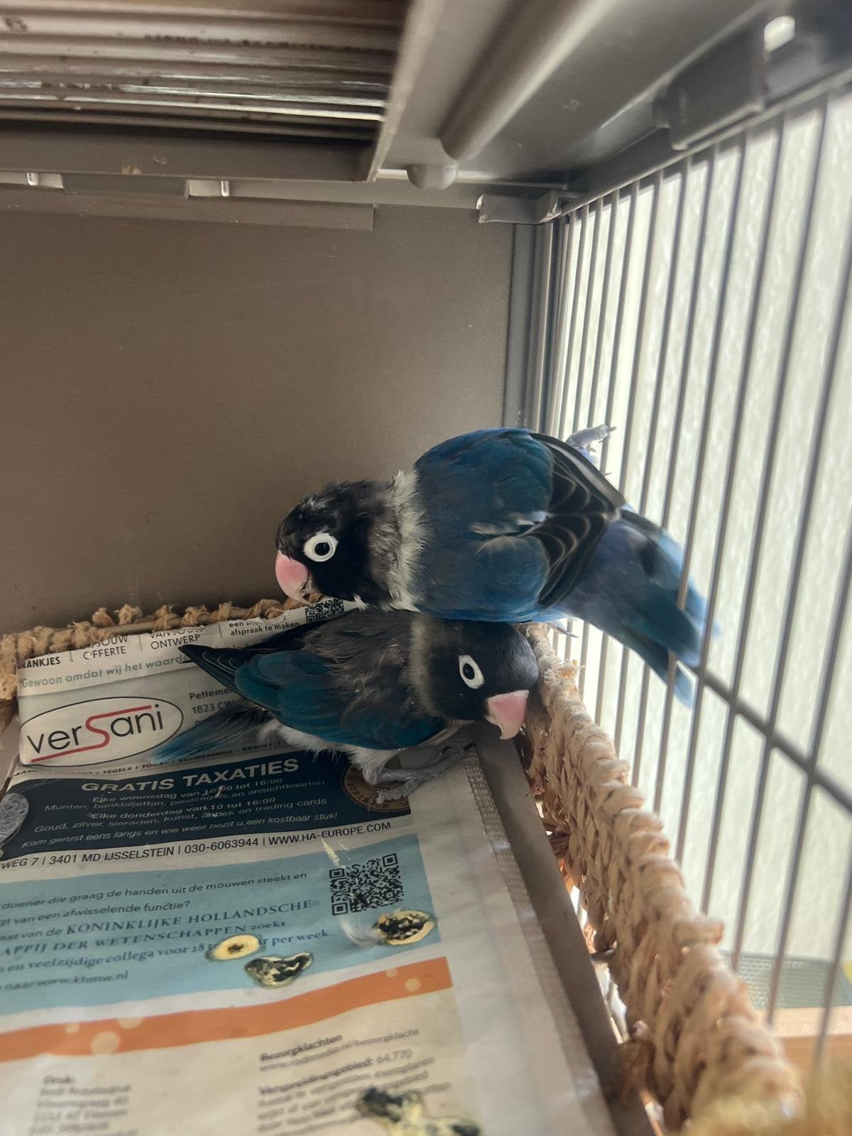 2 Agapornisen met kooi, Meerdere dieren, Dwergpapegaai of Agapornis