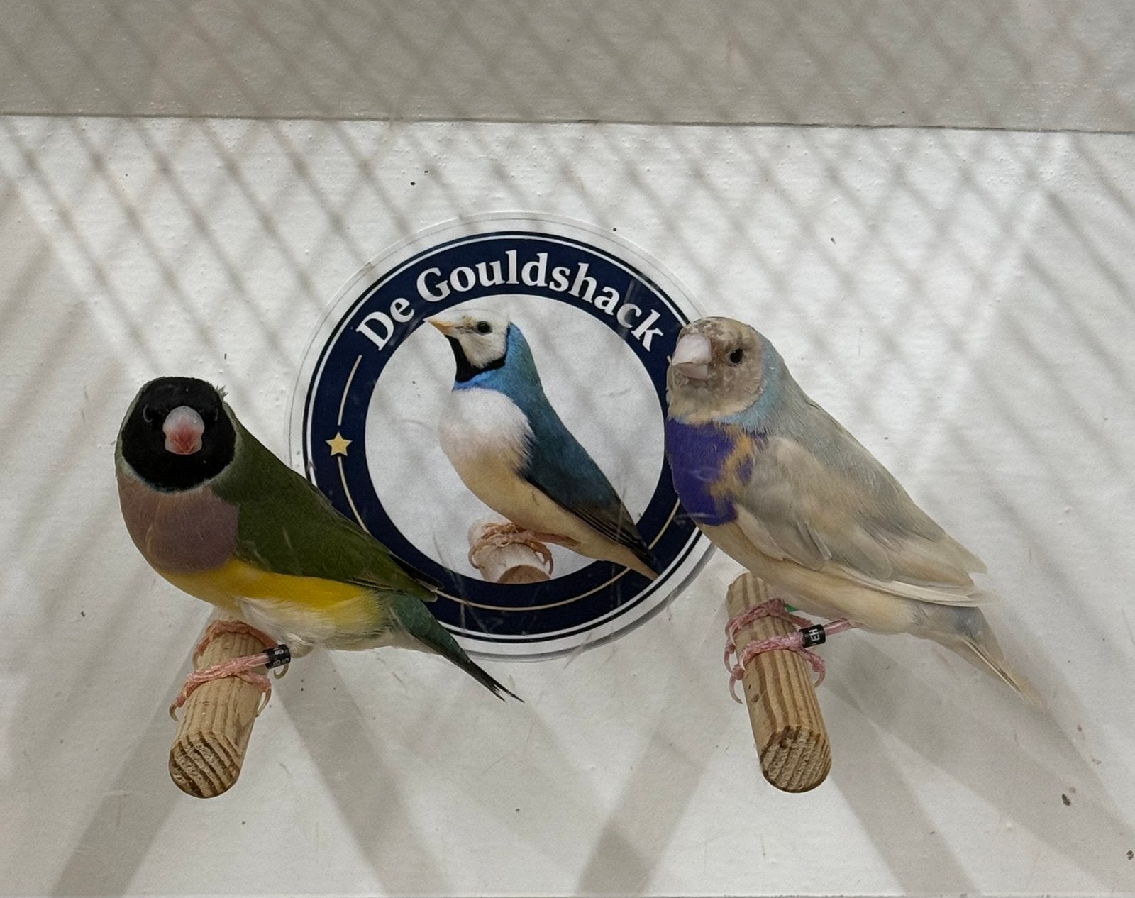 Gouldamadine (koppel 3), Meerdere dieren, Geringd