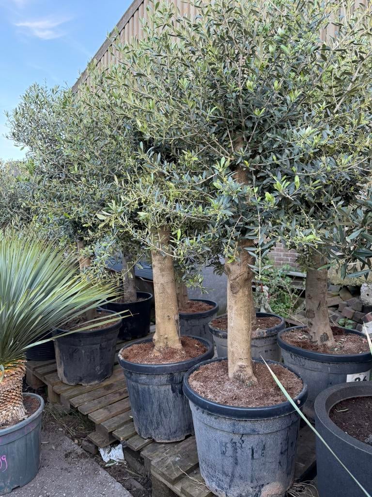 Olijfbomen rechte stam met kroon 180cm, Tuin en Terras, Planten | Bomen, Volle zon, Ophalen of Verzenden, 100 tot 250 cm, Olijfboom