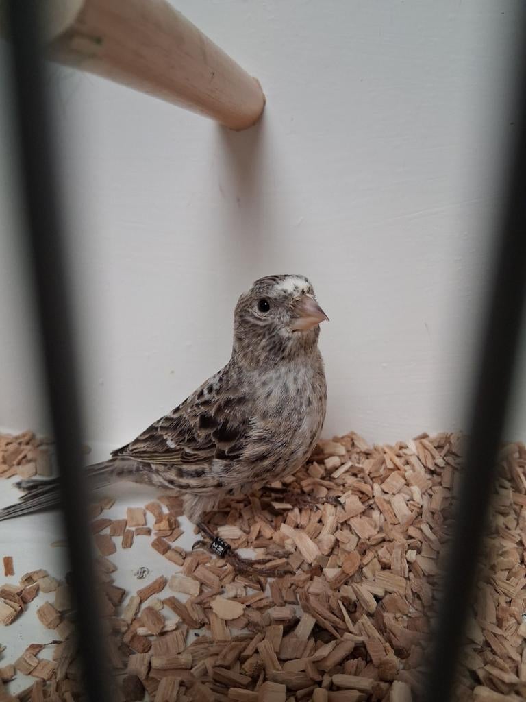 Mooie lizard kanarie pop, Vrouwelijk