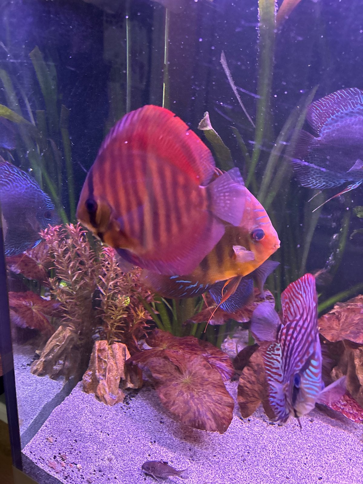 Discus vissen, Vis