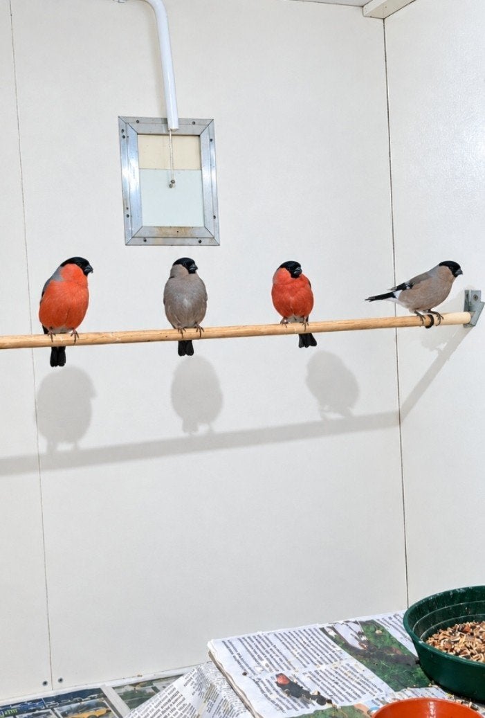 goudvinken noorse ❤/ man / poppen 2026, Meerdere dieren, Wildzangvogel, Geringd