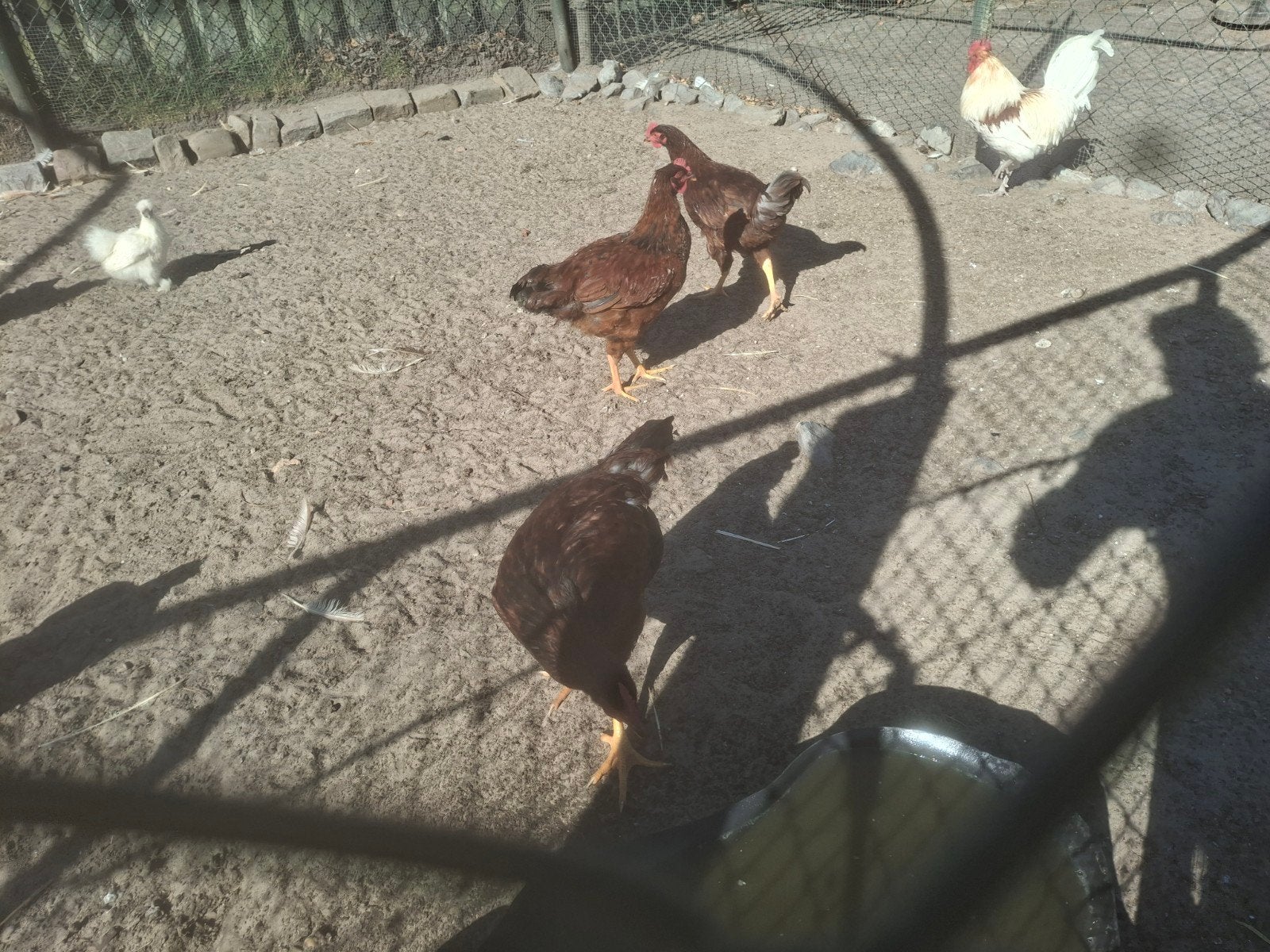 slachthanen, Dieren en Toebehoren, Pluimvee, Meerdere dieren, Kip