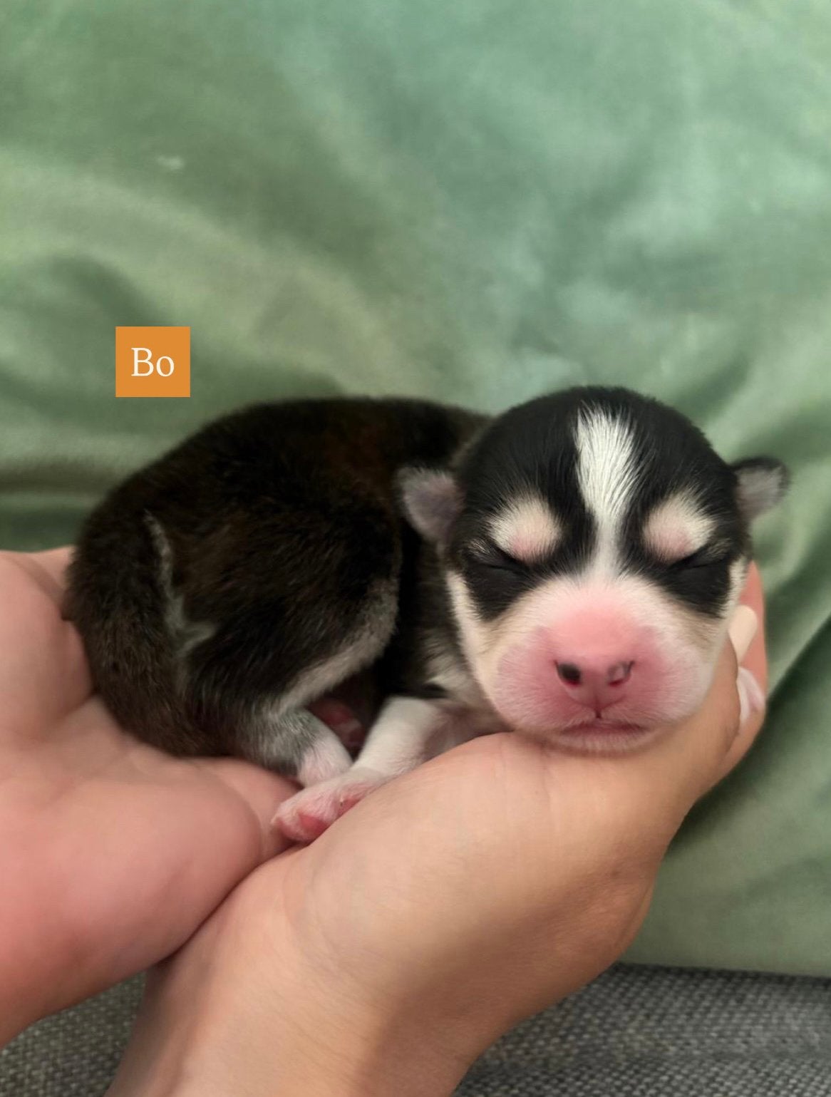 6 prachtige F2 pomsky pups zijn geboren 🩷🩷🩷🩷🩷🩵, Dieren en Toebehoren, Parvo, 8 tot 15 weken, Meerdere, Meerdere dieren