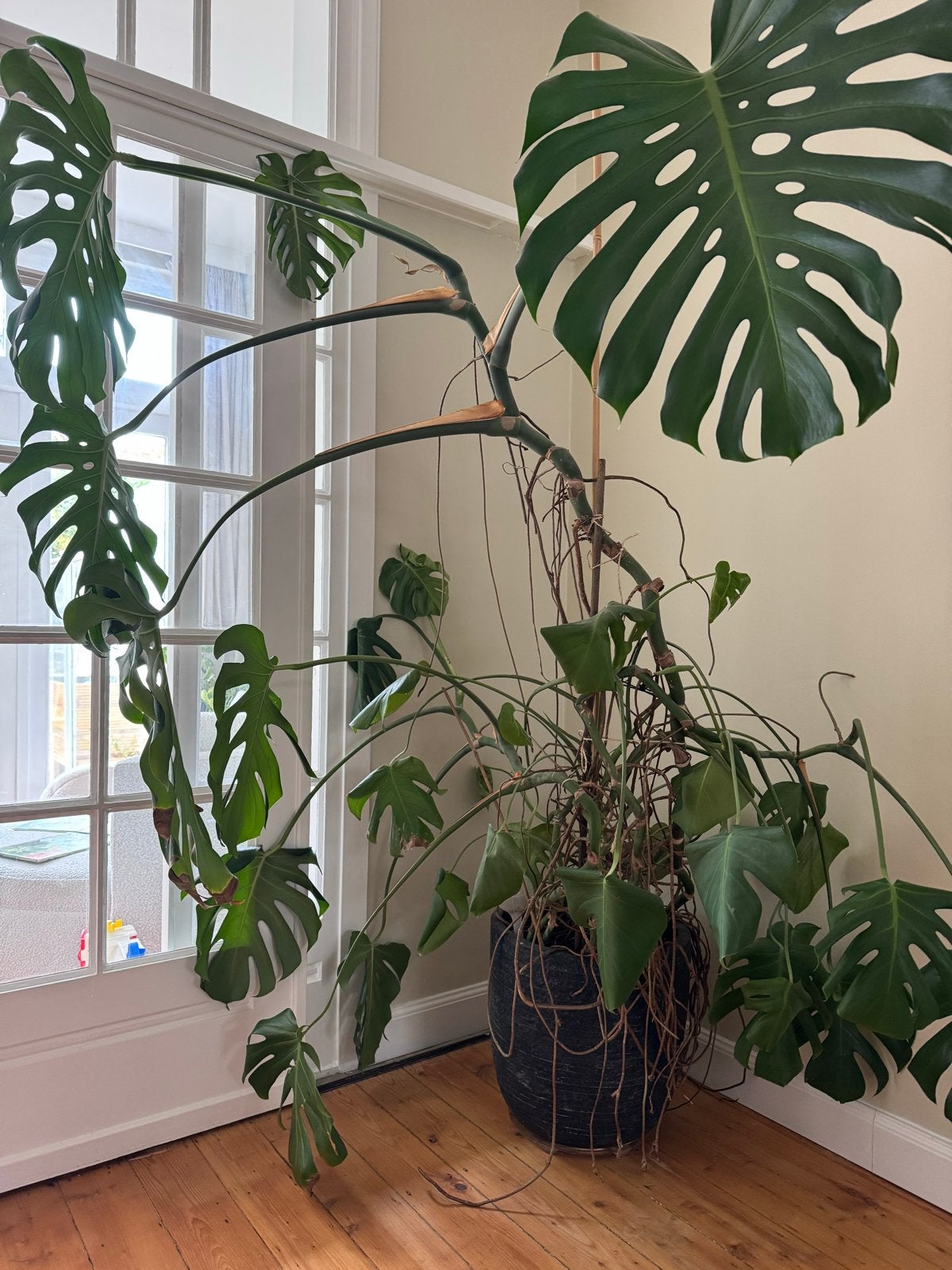 Grote Monstera Deliciosa - Kamerplant & pot, Huis en Inrichting, Ophalen, 200 cm of meer, Overige soorten, Halfschaduw
