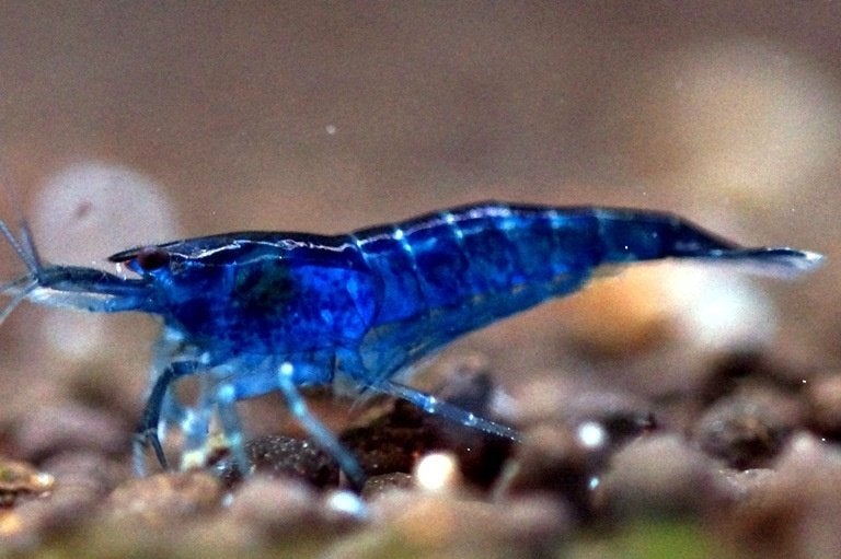 Neocaridina blue dream - Garnaal - Koidream Valburg, Kreeft, Krab of Garnaal