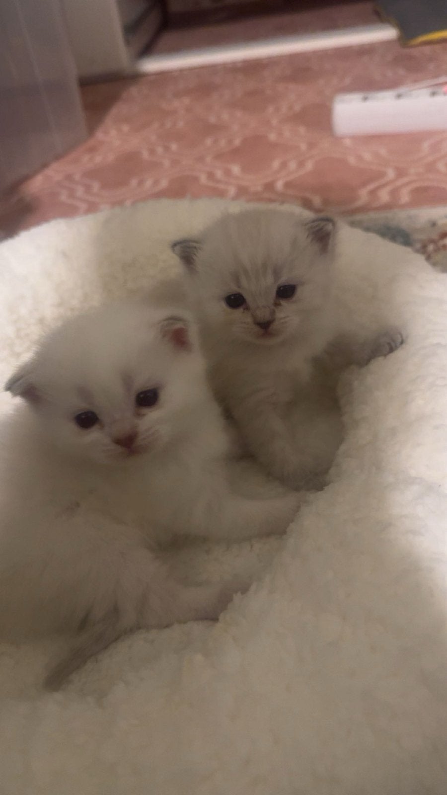 Male Colourpoint Kittens – €500Each, Dieren en Toebehoren, Katten en Kittens | Raskatten | Korthaar, Meerdere dieren