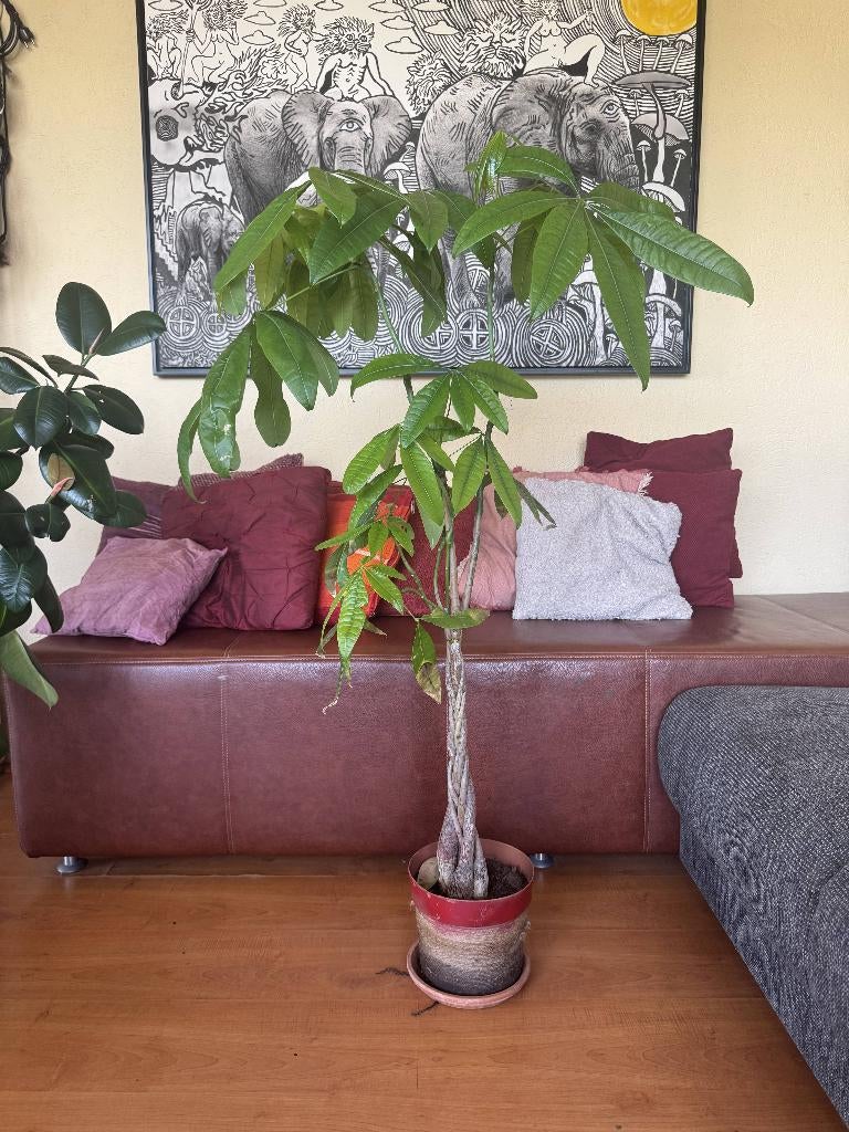 Gezonde Geldboom (Pachira Aquatica) – 110 cm, 100 tot 150 cm, Overige soorten, In pot, Groene kamerplant