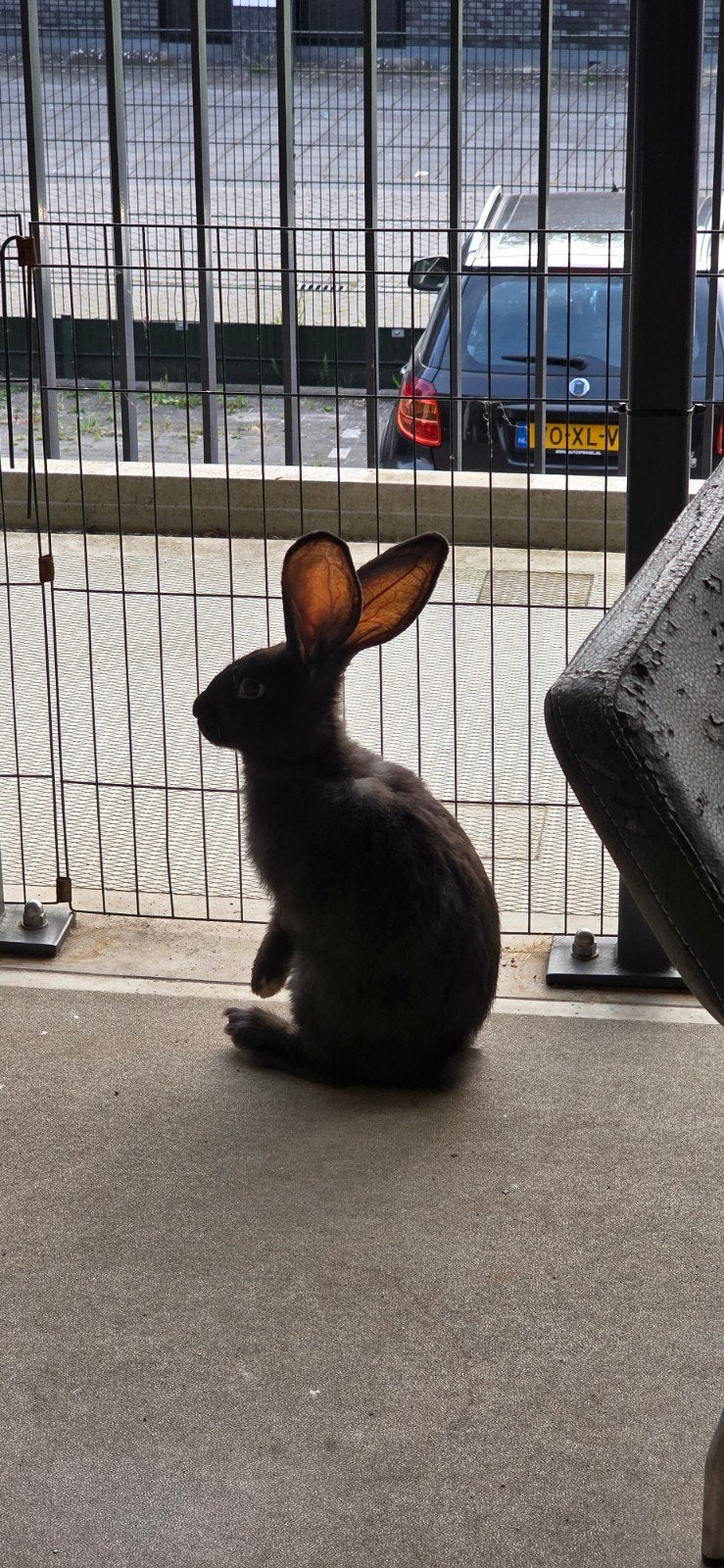 3 lieve reuzen, Meerdere dieren, Groot, 0 tot 2 jaar
